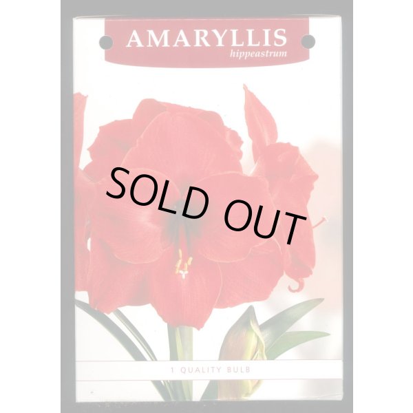 画像3: 送料無料　球根　アマリリス　ポット植え　タキイ種苗（株） (3)