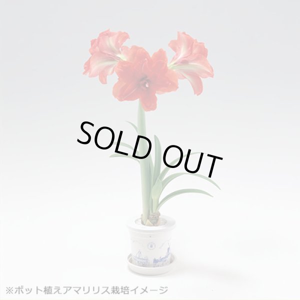画像8: 送料無料　球根　アマリリス　ポット植え　タキイ種苗（株） (8)