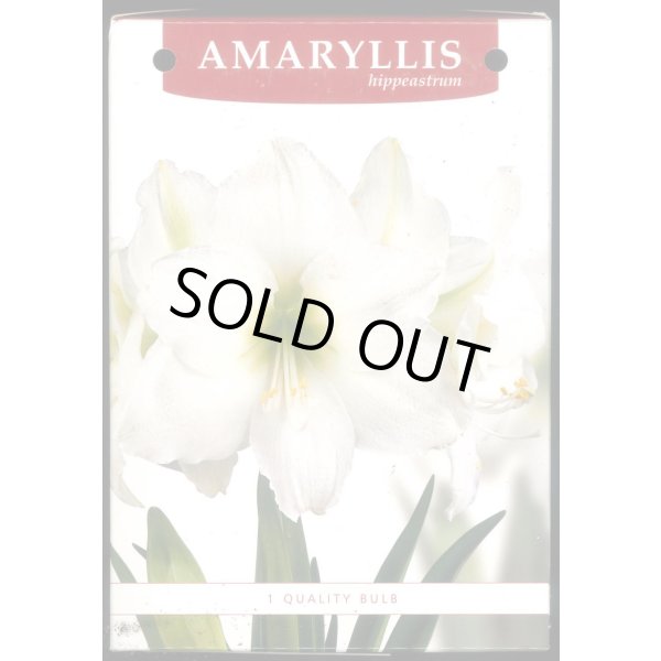 画像5: 送料無料　球根　アマリリス　ポット植え　タキイ種苗（株） (5)