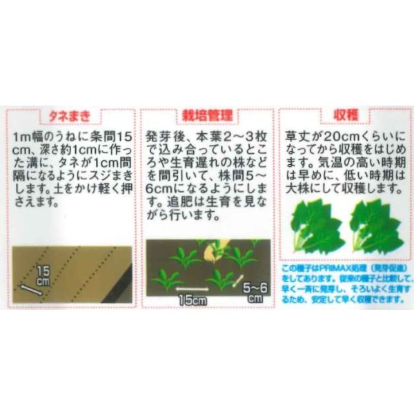 画像4: [ほうれんそう]　送料無料　ブライトンスパーク　約900粒（株）サカタのタネ　実咲350（107811） (4)
