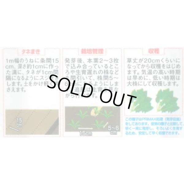 画像4: [ほうれんそう]　ブライトンスパーク　約900粒（株）サカタのタネ　実咲350（107811） (4)