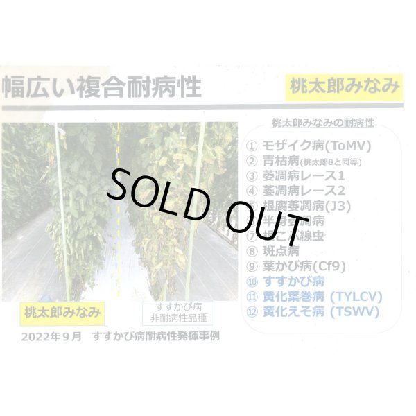 画像4: 送料無料　[トマト/桃太郎系]桃太郎みなみ　1000粒　タキイ種苗(株) (4)
