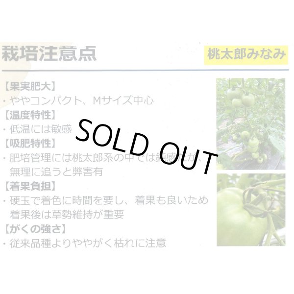 画像6: 送料無料　[トマト/桃太郎系]桃太郎みなみ　1000粒　タキイ種苗(株) (6)