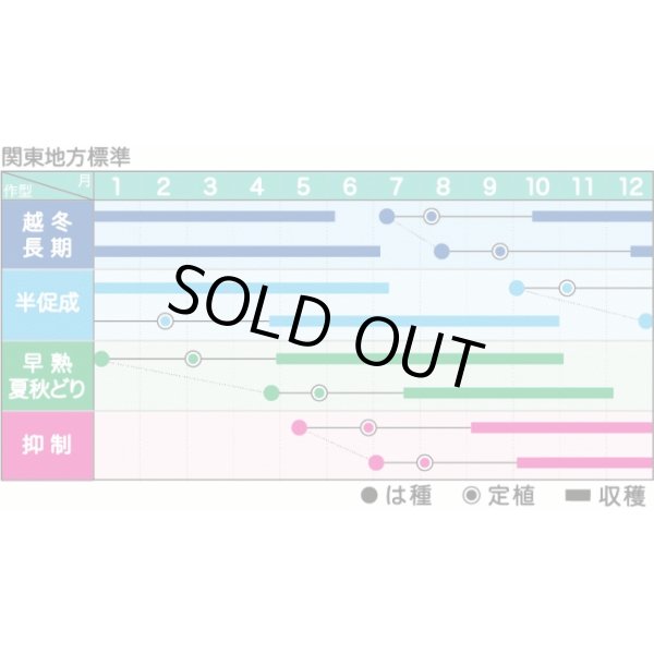 画像2: 送料無料　[トマト/ミニトマト]　ミニトマト　ラブリーさくら　100粒　ヴィルモランみかど（株） (2)