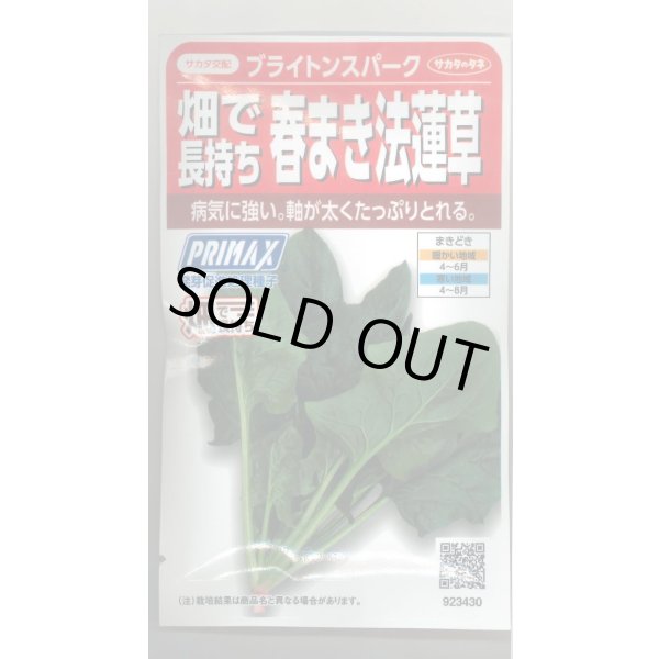 画像1: [ほうれんそう]　ブライトンスパーク　約900粒（株）サカタのタネ　実咲350（107811） (1)