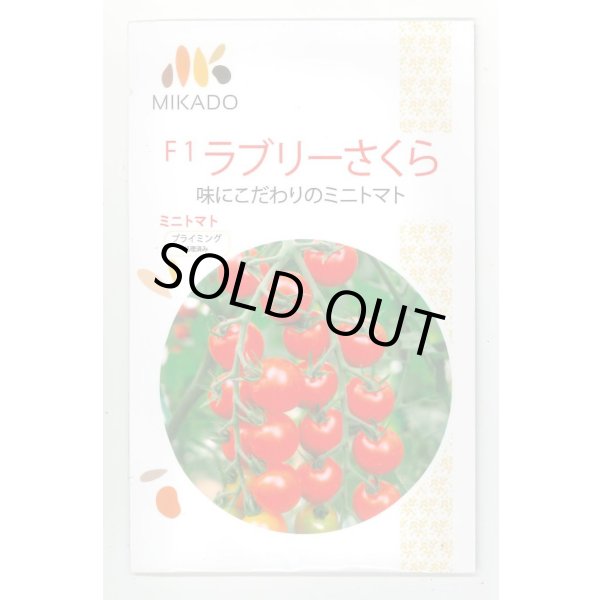 画像1: 送料無料　[トマト/ミニトマト]　ミニトマト　ラブリーさくら　100粒　ヴィルモランみかど（株） (1)