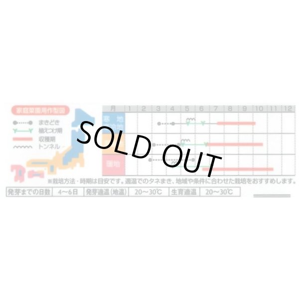 画像3: 送料無料　[トマト/ミニトマト]　レジナミックス　約75粒 (株)サカタのタネ 実咲350（107809） (3)