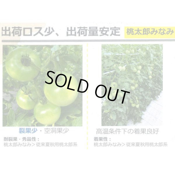 画像5: 送料無料　[トマト/桃太郎系]桃太郎みなみ　1000粒　タキイ種苗(株) (5)