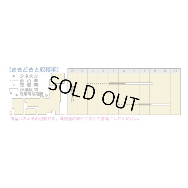 画像3: 送料無料　[トマト/桃太郎系]桃太郎みなみ　1000粒　タキイ種苗(株) (3)