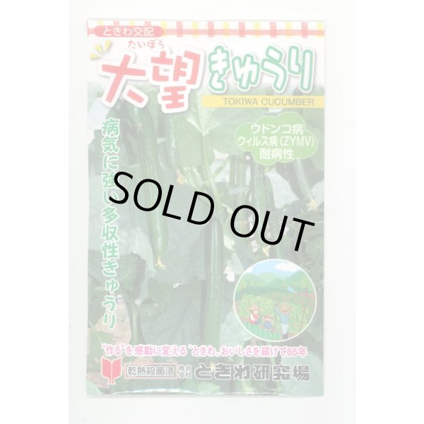 画像1: 送料無料　[キュウリ]　大望　20粒　(株)ときわ研究場 (1)