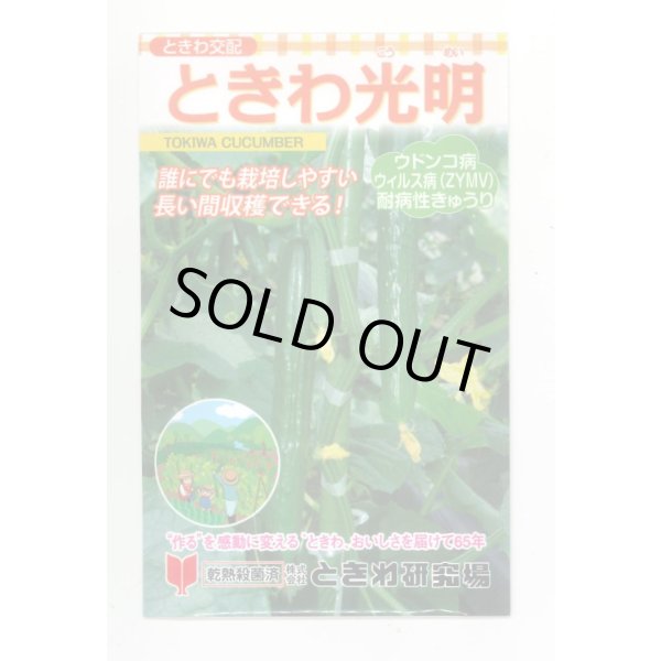 画像1: 送料無料　[キュウリ]　ときわ光明　20粒　(株)ときわ研究場 (1)