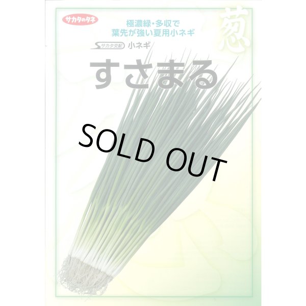 画像2: 送料無料　[ねぎ]　小ねぎ　すさまる　　20ml （約3200粒）（株）サカタのタネ (2)