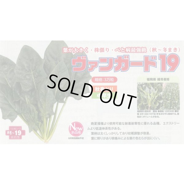 画像2: ほうれんそう　ヴァンガード19　種子サイズM：3万粒　トキタ種苗（株） (2)