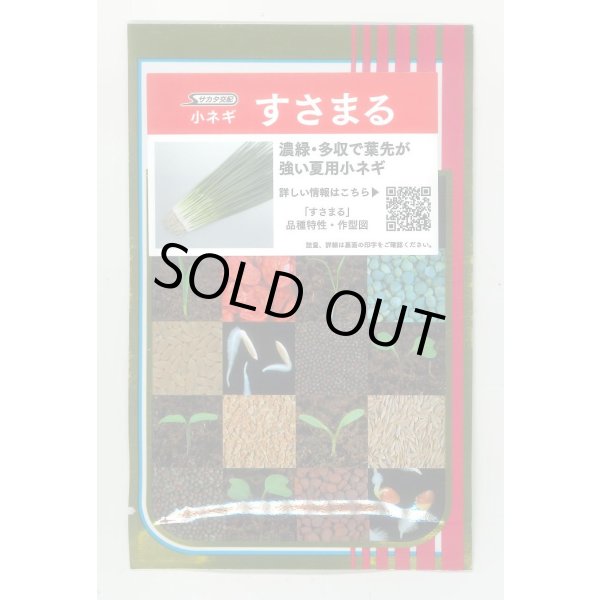 画像1: 送料無料　[ねぎ]　小ねぎ　すさまる　　20ml （約3200粒）（株）サカタのタネ (1)