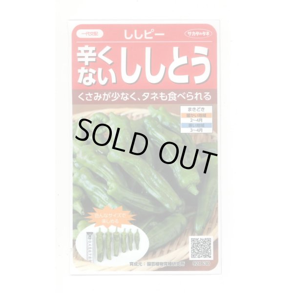 画像1: 送料無料　[ピーマン]　ししピー　約20粒　(株)サカタのタネ　実咲550（002906） (1)