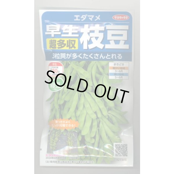 画像1: 送料無料　[枝豆]　早生超多収枝豆　30ml（約60粒）（株）サカタのタネ実咲350（107806） (1)