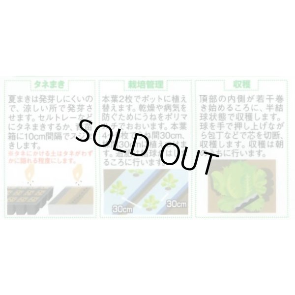 画像2: 送料無料　[レタス]　リバーグリーン　0.7ml（約200粒）（株）サカタのタネ　実咲350（003026） (2)