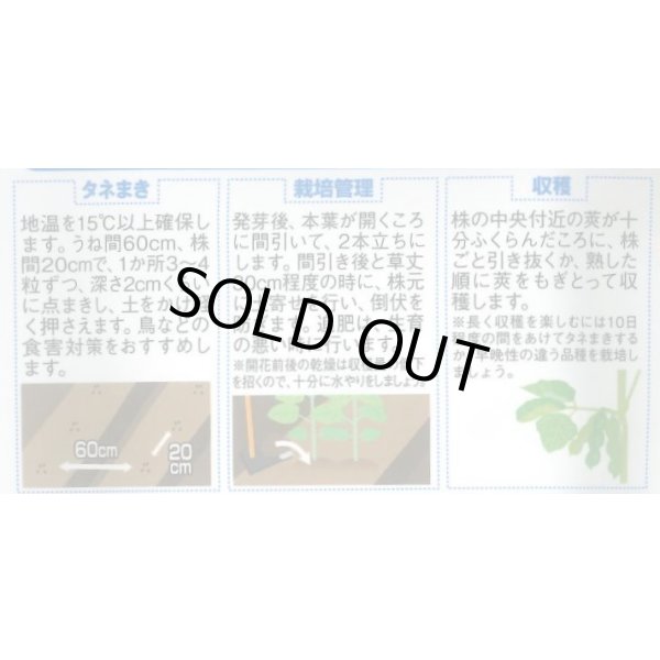 画像2: 送料無料　[枝豆]　早生超多収枝豆　30ml（約60粒）（株）サカタのタネ実咲350（107806） (2)