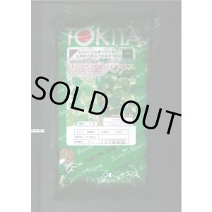 画像: 送料無料　[ハーブの種]　コリアンダー　サワディ　1L　トキタ種苗（株）