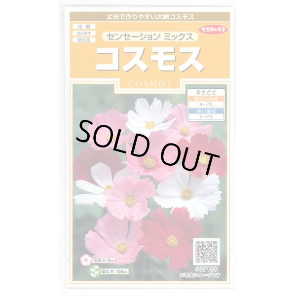 画像1: 送料無料　花の種　コスモス　センセーションミックス　約90粒　（株）サカタのタネ　実咲200（026328） (1)
