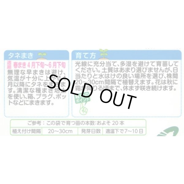画像2: 送料無料　花の種　メランポディウム　ジャックポット　約30粒  タキイ種苗（株）　NL300　 (2)