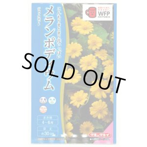 画像: 送料無料　花の種　メランポディウム　ジャックポット　約30粒  タキイ種苗（株）　NL300　