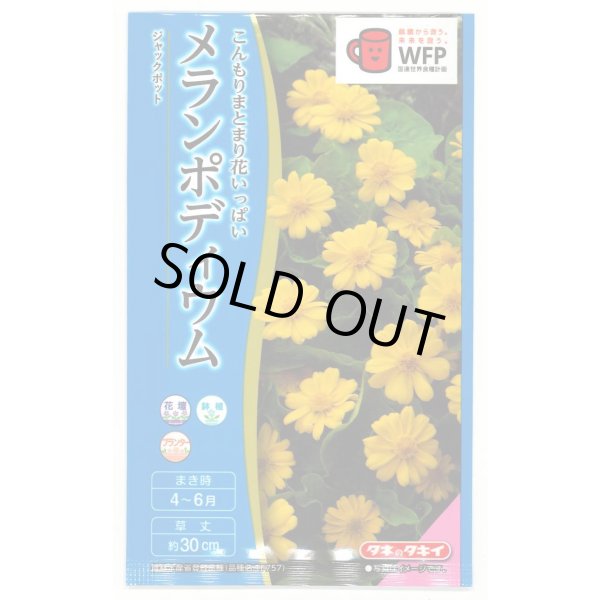 画像1: 送料無料　花の種　メランポディウム　ジャックポット　約30粒  タキイ種苗（株）　NL300　 (1)