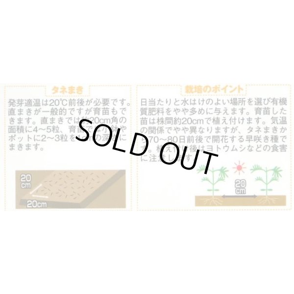 画像3: 送料無料　花の種　コスモス　センセーションミックス　約90粒　（株）サカタのタネ　実咲200（026328） (3)