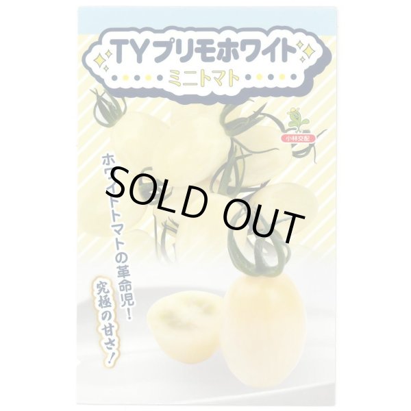 画像1: 送料無料　[トマト/ミニトマト]　TYプリモホワイト　7粒　小林種苗（株） (1)