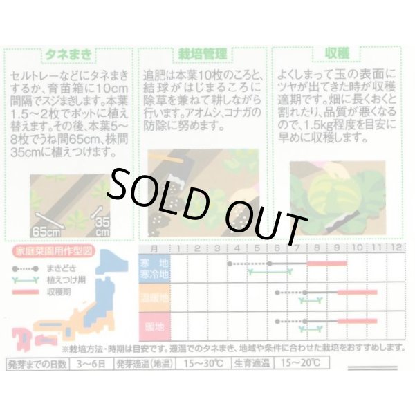 画像2: 送料無料　[キャベツ]　藍天　0.8ml（約85粒）（株）サカタのタネ　実咲450（003731） (2)