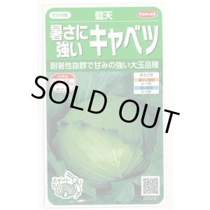 画像: 送料無料　[キャベツ]　藍天　0.8ml（約85粒）（株）サカタのタネ　実咲450（003731）