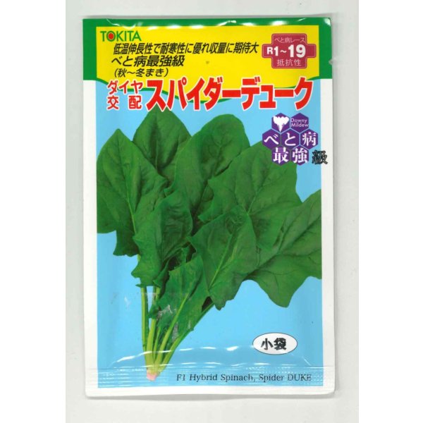 画像1: ほうれんそう　スパイダーデューク　小袋(30ml)　トキタ種苗(株) (1)