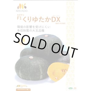 画像: 送料無料　[かぼちゃ]　くりゆたかDX　8粒　ヴィルモランみかど（株）