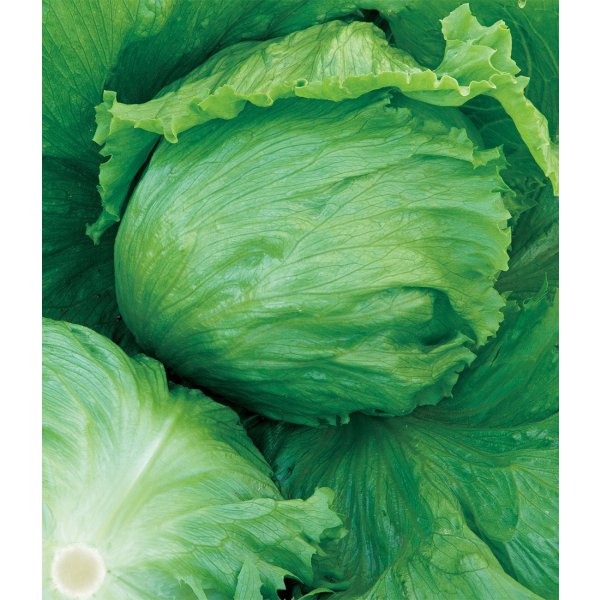 画像2: 送料無料 [レタス] ヒートガイ ペレット5千粒 タキイ種苗(株) (2)