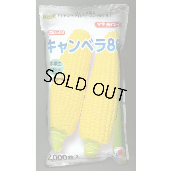 画像1: [とうもろこし]　キャンベラ86　2000粒　タキイ種苗 (1)