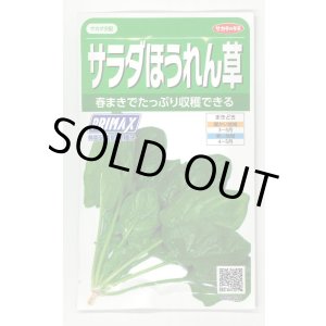 画像: [ほうれんそう]　サラダほうれんそう（トリトン）　約900粒（株）サカタのタネ　実咲350（003732）