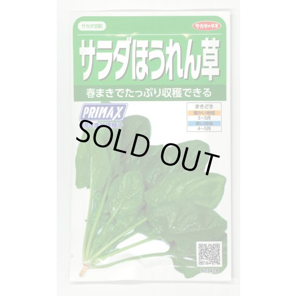 画像1: [ほうれんそう]　サラダほうれんそう（トリトン）　約900粒（株）サカタのタネ　実咲350（003732） (1)