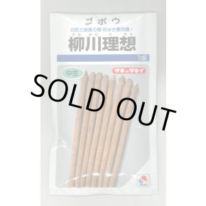 画像: 送料無料　[牛蒡]　柳川理想　1dl　タキイ種苗　
