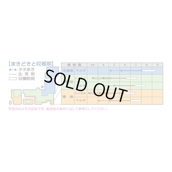 画像2: 送料無料　[オクラ]　グリーンソード　1000粒　タキイ種苗(株) (2)
