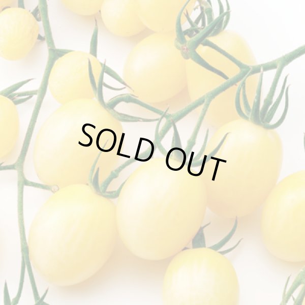 画像2: 送料無料　[トマト/ミニトマト]　TYアイボリー　12粒　中原採種場（株） (2)