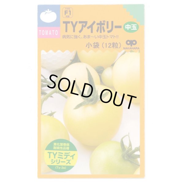 画像1: 送料無料　[トマト/ミニトマト]　TYアイボリー　12粒　中原採種場（株） (1)