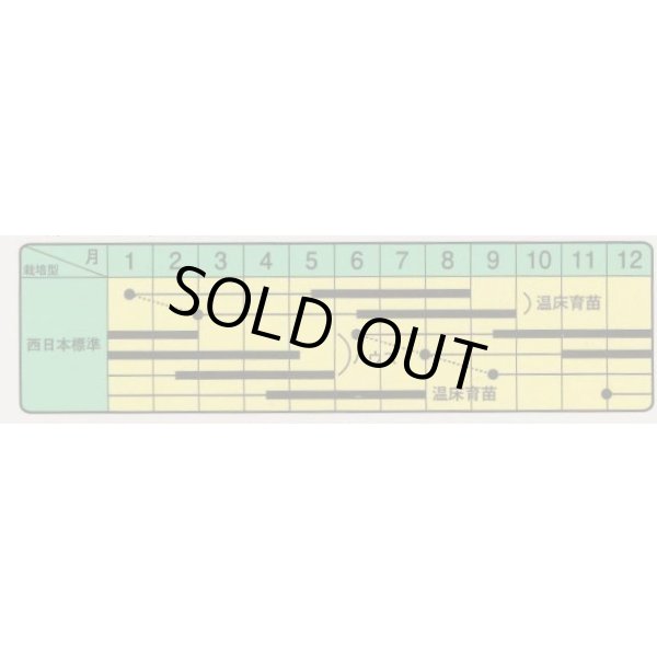 画像3: 送料無料　[トマト/ミニトマト]　TYアイボリー　12粒　中原採種場（株） (3)