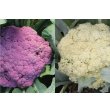 画像2: 送料無料　[イタリア野菜]　カリフローレミスタ　40粒（各20粒）　トキタ種苗(株) (2)