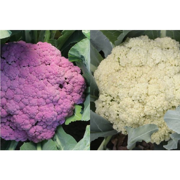 画像2: 送料無料　[イタリア野菜]　カリフローレミスタ　40粒（各20粒）　トキタ種苗(株) (2)