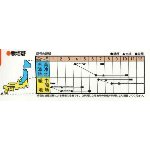 画像3: 送料無料　[イタリア野菜]　カリフローレミスタ　40粒（各20粒）　トキタ種苗(株) (3)