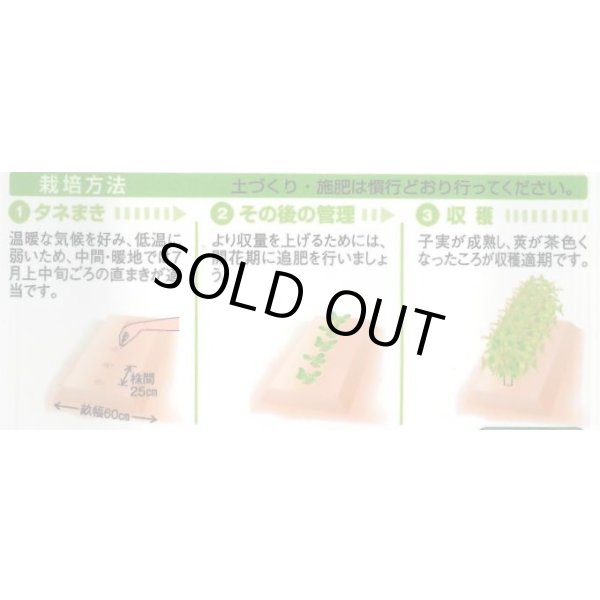 画像2: 送料無料　[豆類]　丹波大納言小豆（アズキ）　30ml（約90粒）　タキイ種苗（株）GF (2)