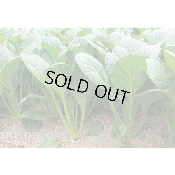 画像2: 送料無料　[小松菜]　真夏の四番打者　M４万粒　トキタ種苗(株) (2)