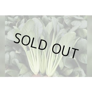 画像: 送料無料　[小松菜]　真夏の四番打者　M４万粒　トキタ種苗(株)