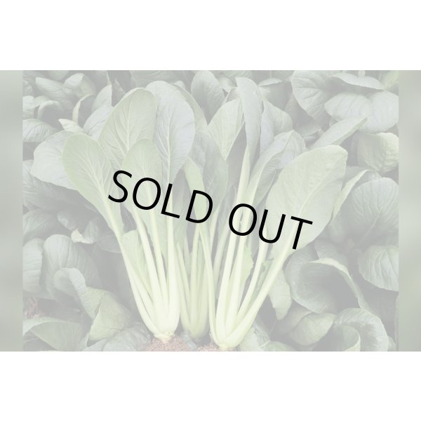 画像1: 送料無料　[小松菜]　真夏の四番打者　M４万粒　トキタ種苗(株) (1)