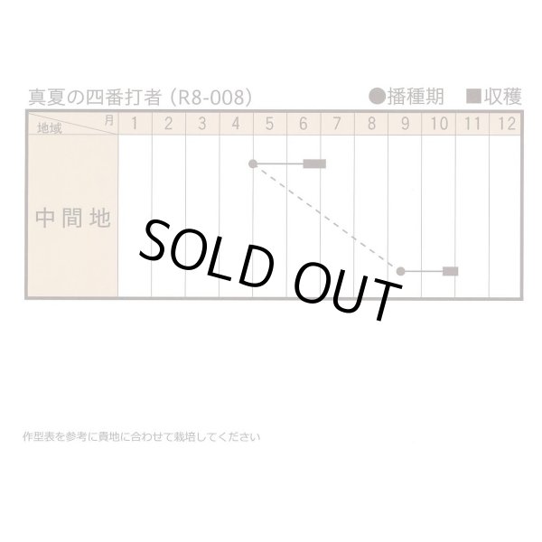 画像3: 送料無料　[小松菜]　真夏の四番打者　M４万粒　トキタ種苗(株) (3)